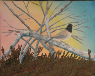Junco