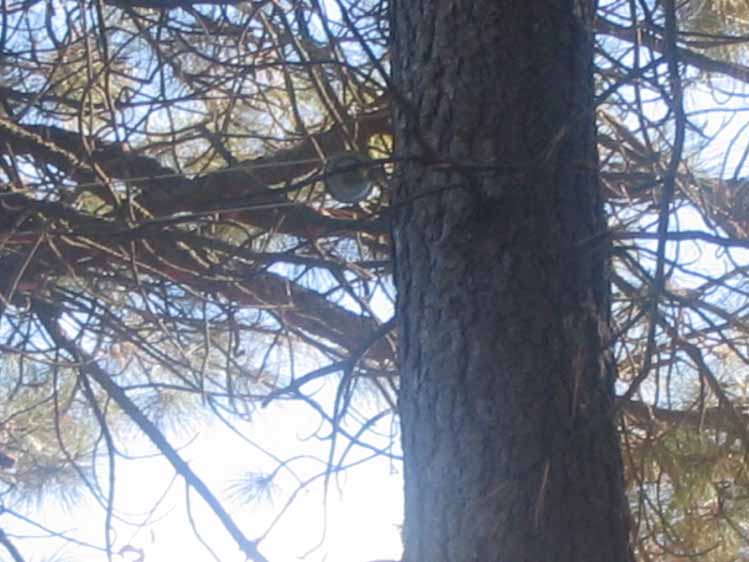 the pulley at the pine tree