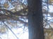 the pulley at the pine tree