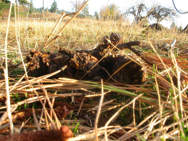 f-GH-Oct-070030