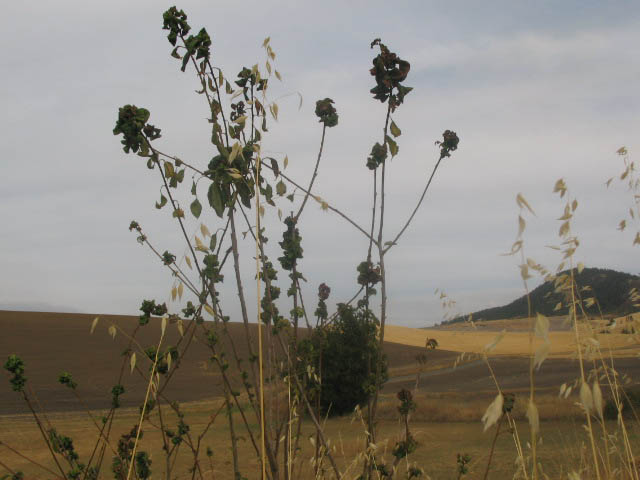 friz0034