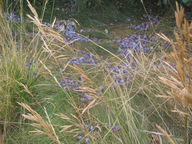 friz0035