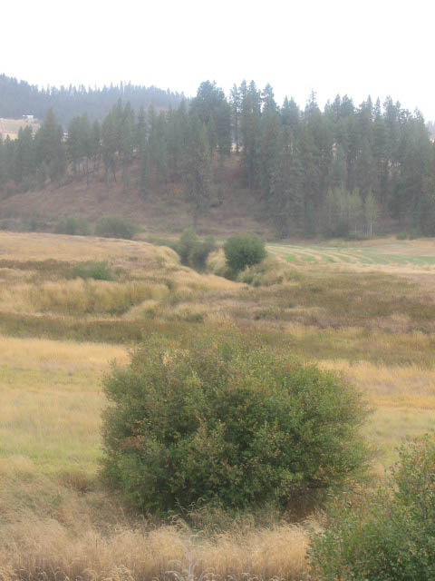 friz0045