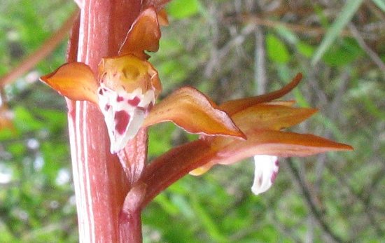 Near actual size Corallorhiza meculata