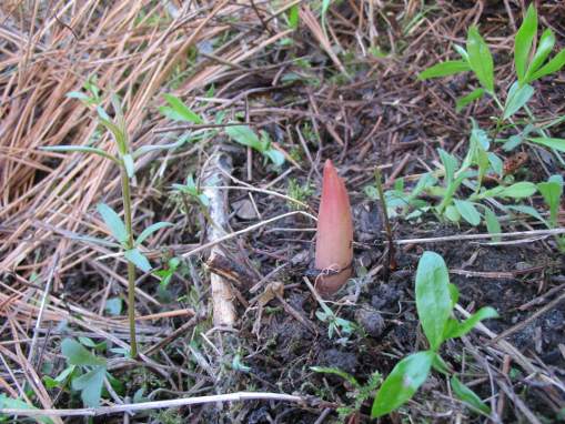 
Corallorhiza meculata