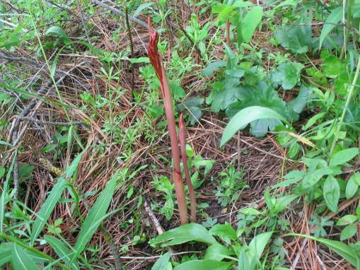 
Corallorhiza meculata

