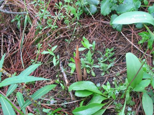 
Emergent Corallorhiza meculata