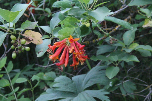 Lonicera ciliosa