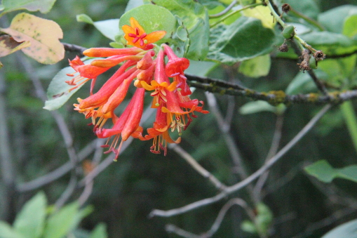 Lonicera ciliosa