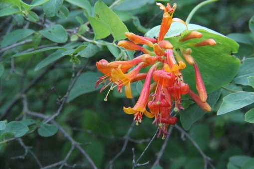 Lonicera ciliosa