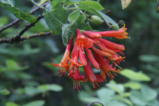 Lonicera ciliosa
